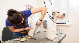 Daily Pet Care: Best Practices for Cleaning and Grooming Your Furry Friend
